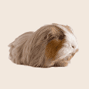 Guinea pig epithelium