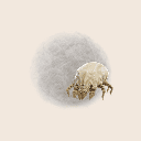 House dust mite (D. farinae)