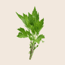 Mugwort