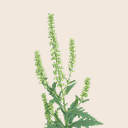 Ragweed