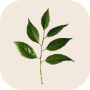 Bay leaf