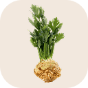 Celeriac (knob)
