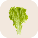 Lettuce